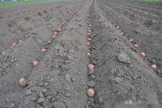 这三种方法，只要土豆地里一用，块大块多，亩产1万斤，亩入1万