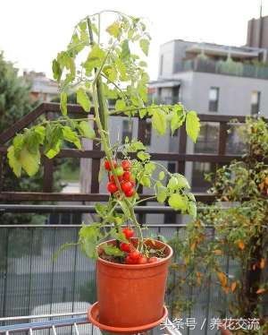 樱桃盆栽种植方法(盆栽种植番茄的13个技巧，能让你的番茄不断结果)