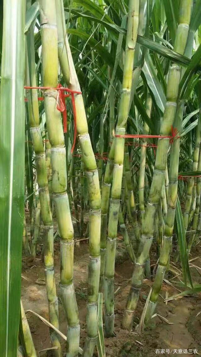 甘蔗种子适合北方生长品种