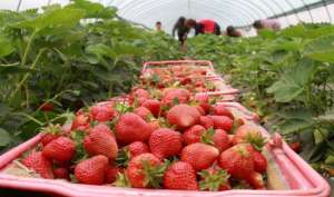 草莓大棚的种植(大棚草莓栽培技术，按着步骤做，新手也能收获优质高产的草莓)