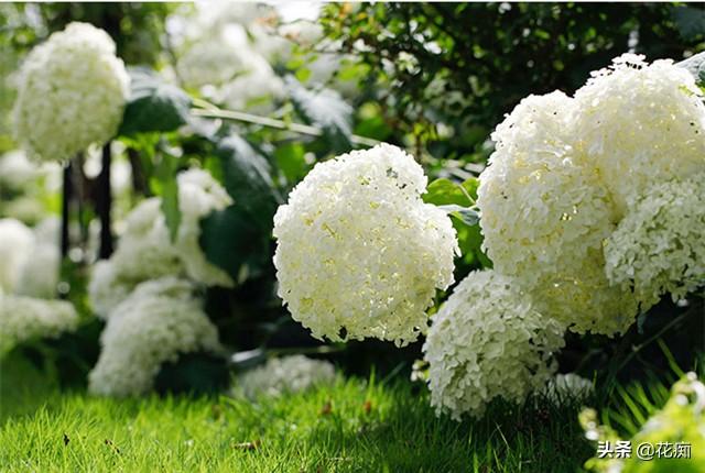  几种能种在北方庭院的绣球，耐寒易打理，花开超美