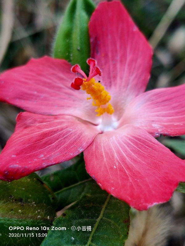 这种植物被称为五指山参，而且花开有若芙蓉般美丽