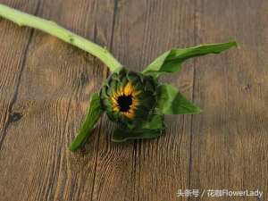切花向日葵种植技术(阳光明媚的鲜切向日葵如何养护？)