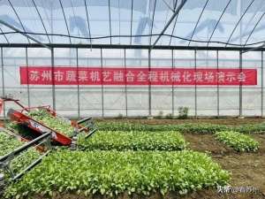 苏州蔬菜种植基地合作(蔬菜大棚里也能机械化播种收获)
