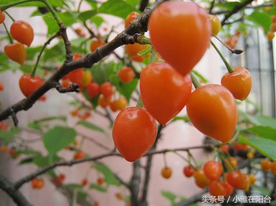 盆栽樱桃怎么种？一个小方法，种下就活，结果量大，味道好！