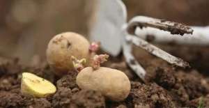 土豆种植的周期(编织袋种土豆，3个月就收获，全家都够吃)