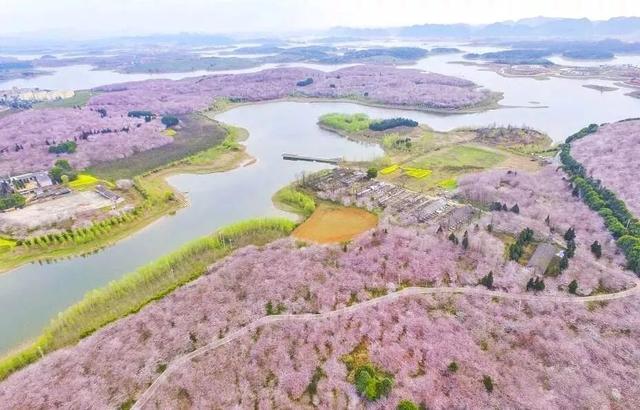 胜过武汉，不输日本，全球最大的樱花基地竟藏在贵州这个地方！