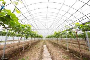 温室大棚的葡萄种植(温室葡萄要萌芽了萌芽前后怎么管？把控好温度、湿度和树体管理)