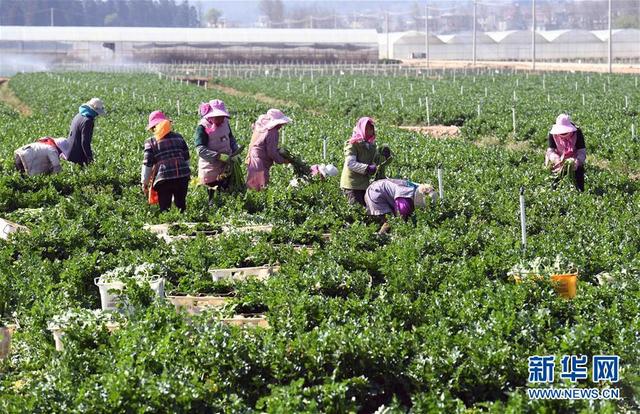 云南曲靖：发展蔬菜种植产业促农增收