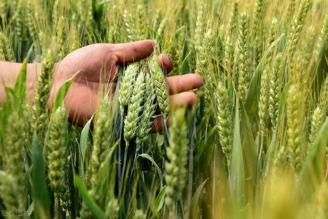 这个小麦新品种，高产又抗倒！亩产600公斤左右！适合哪里种植？