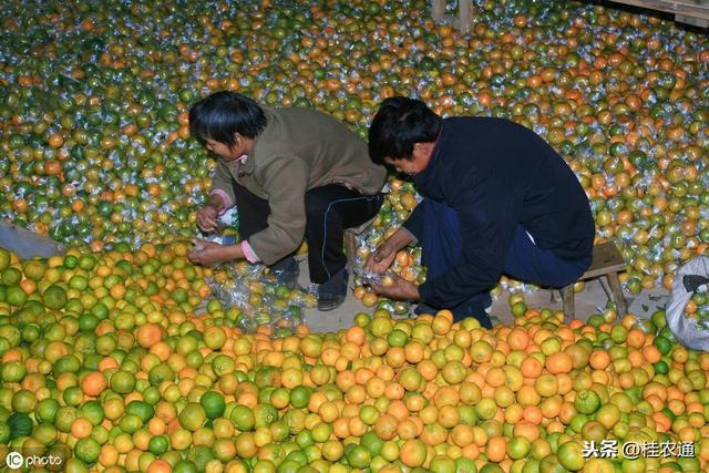 桂林市水果面积产量产值广西第一，沙糖桔金桔月柿也全国第一