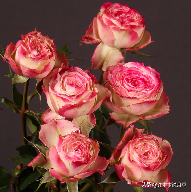 教你自己种玫瑰，情人节不用再花钱买花送老婆了，玫瑰种植手册