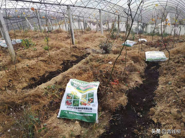福建寿宁高山晚熟葡萄高效绿色栽培关键技术