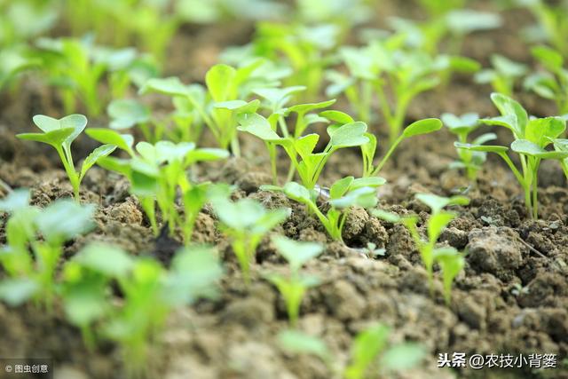 空心菜生长速度快、采收期长，学会这些种植方法一茬一茬割不完！
