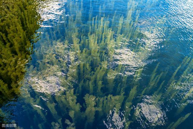 怎么让金鱼藻没入水中，又不会坐在水底？