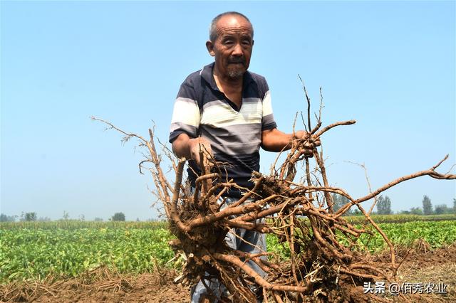 安徽农民收获中药材，生长5年亩收益4000元，为啥还热衷种植