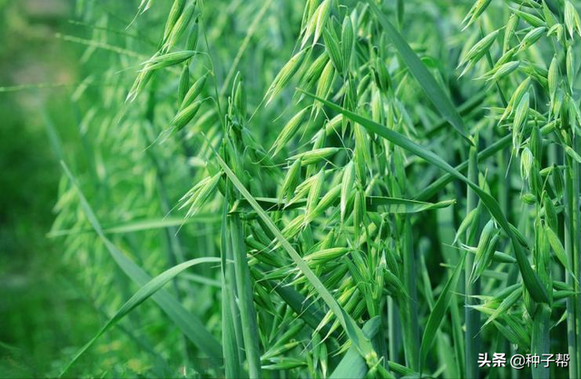 被称“甜干草”的燕麦，怎么种植产量高？一年割几次？如何利用？