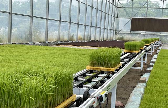 上海崇明种植“国庆稻”约3000亩，9月下旬新米上市