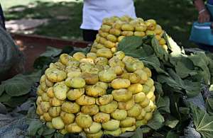 新疆无花果种植(非常“尴尬”的新疆无花果，被称为“水果皇后”，却很少人吃过)