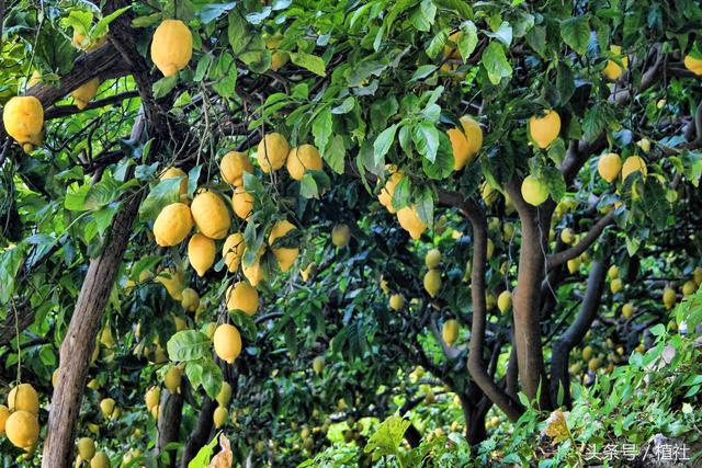 柠檬盆栽的养护技巧及注意事项，让您家里的柠檬也能结满盆