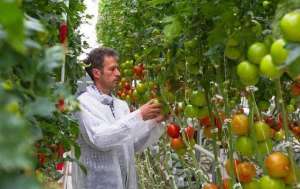 荷兰西红柿种植技术(为节省人力，荷兰5个农民“搞定”1公顷番茄管理，怎么做到的？)