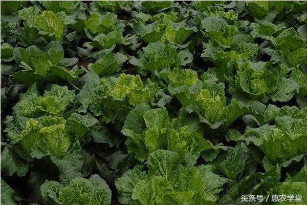 大白菜（无公害苗用型）早春露地栽培技术规程