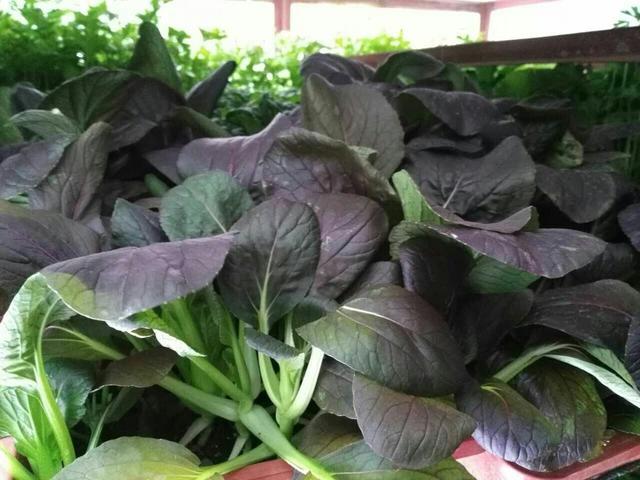 这油菜紫莹莹，价值更高适合秋天种，60天上桌真新鲜