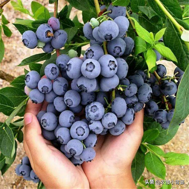 种植蓝莓怎么挑选优良品种？16个蓝莓品种由你自己选