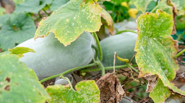 秋令蔬菜，冬瓜种植的高峰期，农户注意掌握这两大高产要点