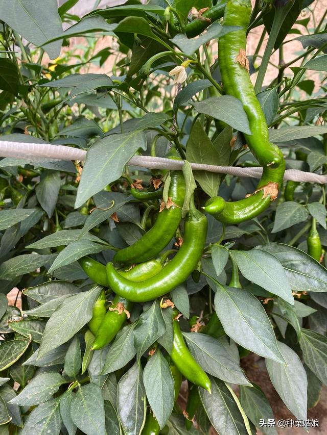 大棚种植辣椒，掌握这些栽培技术，辣椒结得一串串的