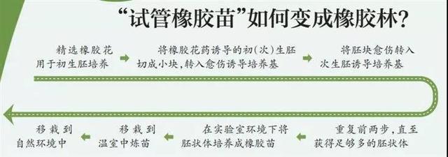 2021中国农业农村重大新技术｜橡胶树速生高产新型种苗育苗技术