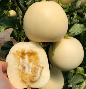 香瓜怎么种植(不会种菜也能吃甜瓜，不兑花，不整枝，种植简单)