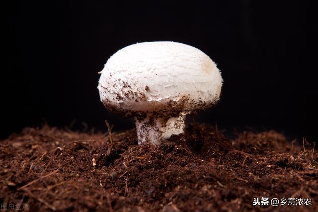 双孢菇栽培技术﻿，培养料配方及堆制方法，你知道多少？