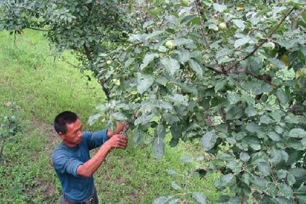 中国农民种植苹果的8个技巧，让家里的苹果树增产增收