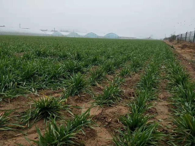 小麦高产管理技巧，冬前只用抓好3点，苗壮产量高