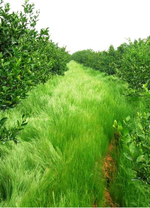 2024年赣州市农业主推技术——红壤果园绿肥种植技术