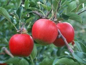 苹果树种植与管理(苹果树的栽培管理技巧，看过的都说学到了)
