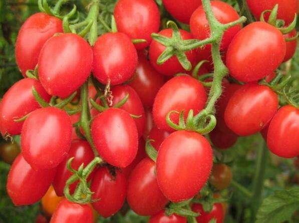 西红柿也能长成“大树”，一次结果2000斤，种一年，收十年