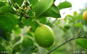 柠檬树种植(柠檬盆栽的养护技巧及注意事项，让您家里的柠檬也能结满盆)