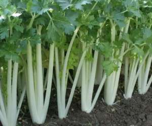 白芹菜如何种植(如何种植出产量高、柔嫩的芹菜呢？合理管理、合理追水肥)