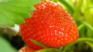 草莓立体种植方法视频(看完这个视频，你种在阳台的 草莓也能结满大个的红红草莓。)
