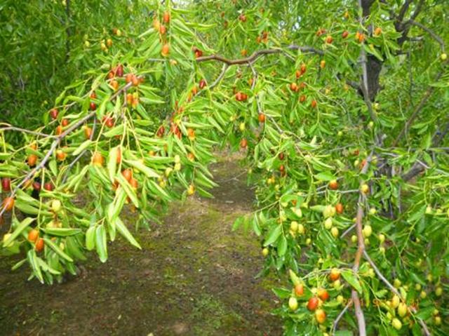 枣树栽培技术 枣的生长结果习性