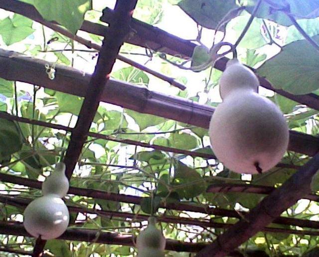 农民种葫芦瓜，掌握好整枝、打杈和掐尖技术，提高产量和品质