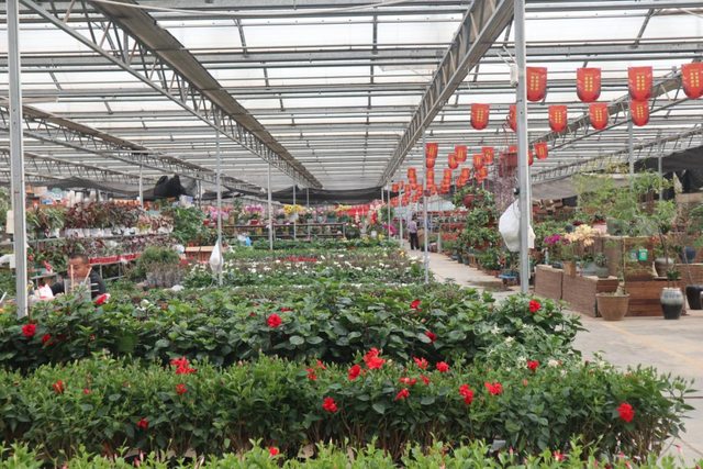 经营面积再增加1万平方米！北京唯一一家绿植花卉分拨中心又有新动作
