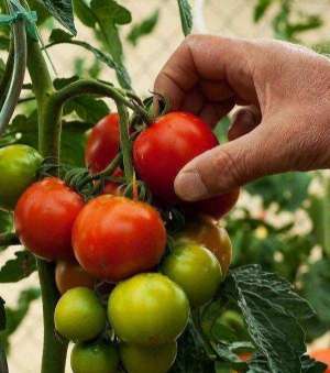 番茄盆栽种植方法(阳台盆栽西红柿，学些小技巧，挂果十几个，又大又红甜又沙)