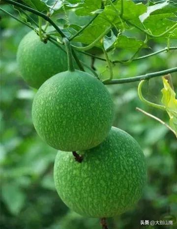 瓜蒌是种什么植物，生长习性及人工种植技术介绍