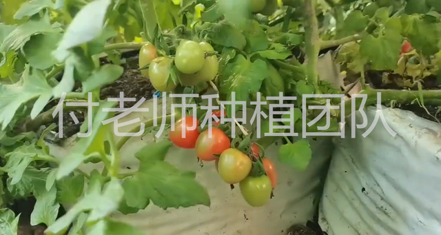 番茄长茬栽培，要想结果数量多产量高，落蔓技巧要掌握