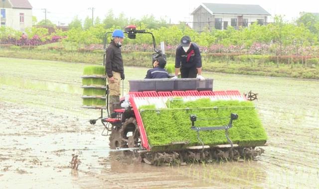 上海崇明种植“国庆稻”约3000亩，9月下旬新米上市
