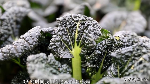 3000多亩产量近5000吨！冬季的“蔬菜之王”叶柄短菜肉厚，3天卖出700多箱