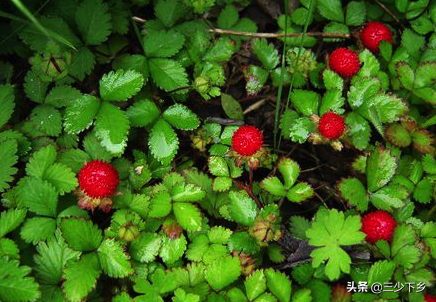 盛产草莓的7个农村乡镇，谁才是中国第1名？辽宁江苏各占两大席位